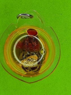 ของป้องกัน น้ำเต้า หมากทุย อัดกรอบพลาสติกกันน้ำ เครื่องรางน้ำเต้า ปลุกเสกแล้ว