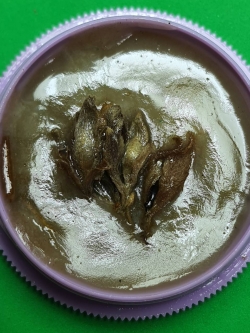 ของเสน่ห์ สีผึ้งดอกเถาวัลย์หลงตัวผู้ตัวเมีย เถาหลง ว่านเถาหลง สีผึ้งแท้ ดอกเถาหลง