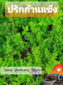 ปริกการแข็ง ต้นปริก ไม้ฟอกอากาศ ไม้ทรงพุ่มสวย ไม้น้ำ