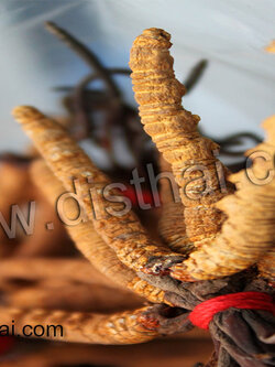 กินถั่งเช่าอย่างไรให้เพิ่มสมรรถภาพทางเพศอย่างปลอดภัย