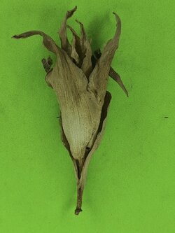 ของเสน่ห์ ว่านดอกทอง ว่านดอกทองแท้ ดอกทองมหาเสน่ห์