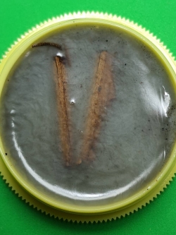 ของเสน่ห์ สีผึ้งกิ่งเถาวัลย์หลง มหาเสน่ห์พญาหลงรัก เถาหลง สีผึ้งแท้ ว่านเถาหลง กิ่งเถาหลง