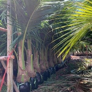 ต้นพันธุ์ไผ่หวาน โทร : 062-9954226 พันธุ์มะพร้าวน้ำหอม ต้นเตี้ย จำหน่ายพันธุ์มะพร้าวน้่ำหอม หอมหวาน