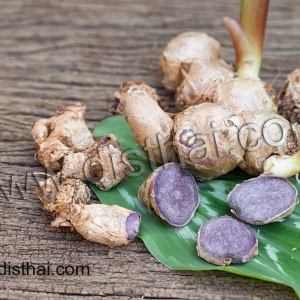 กระชายดำสมุนไพรที่สุภาพสตรี ควรหามาทาน