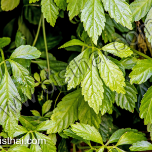 เจียวกู่หลาน สมุนไพรกินแล้วอายุยืนยาว