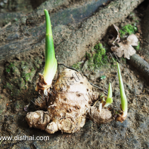 อาการมดลูกอักเสบและปวดมดลูกนั้นเกิดขึ้นได้อย่างไร