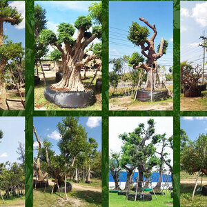 ไม้ล้อม โทร 062-1596623 ต้นไม้มงคลรวยทรัพย์ บริการขุด ล้อม ย้าย ตั้งค้ำต้นไม้ล้ม