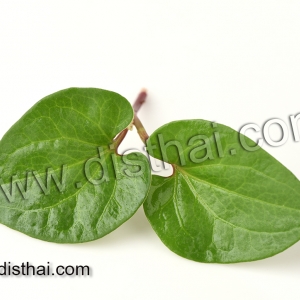 ทำไมพลูคาว ถึงช่วยลดอาการอักเสบได้