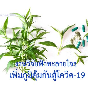 วิจัยฟ้าทะลายโจรช่วยเพิ่มภูมิคุ้มกันสู้ไวรัส โควิด-19