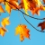 ร้านDEMO MAPLE AUTUMN