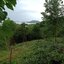 For Sales : Land Kathu, Near Phumontra , 323 Sq.w.