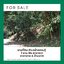 For Sales : Land at Kathu, Near golf course, 184 sqw.