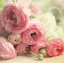 กุหลาบชมพูหวาน